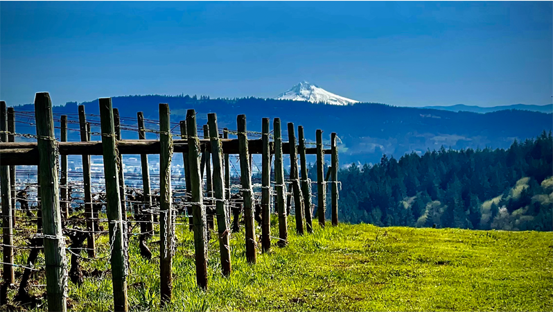 Dundee hills ava Mt Hood views